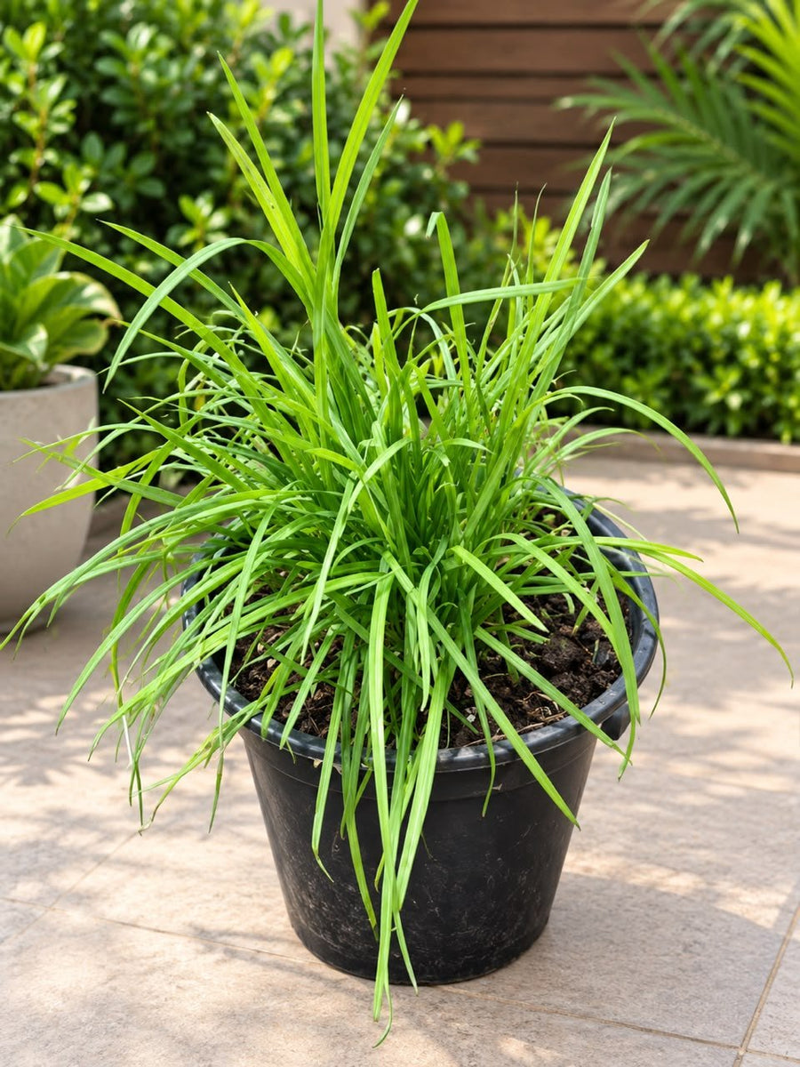 Potted Garlic Chives - Savvy Gardens Centre