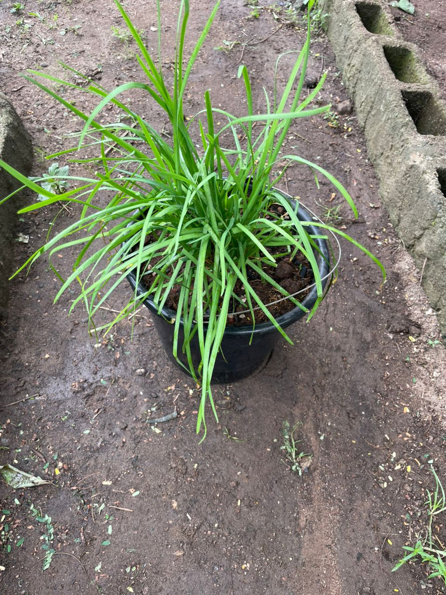Potted Garlic Chives - Savvy Gardens Centre