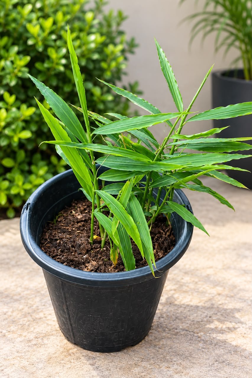 Potted Ginger - Savvy Gardens Centre