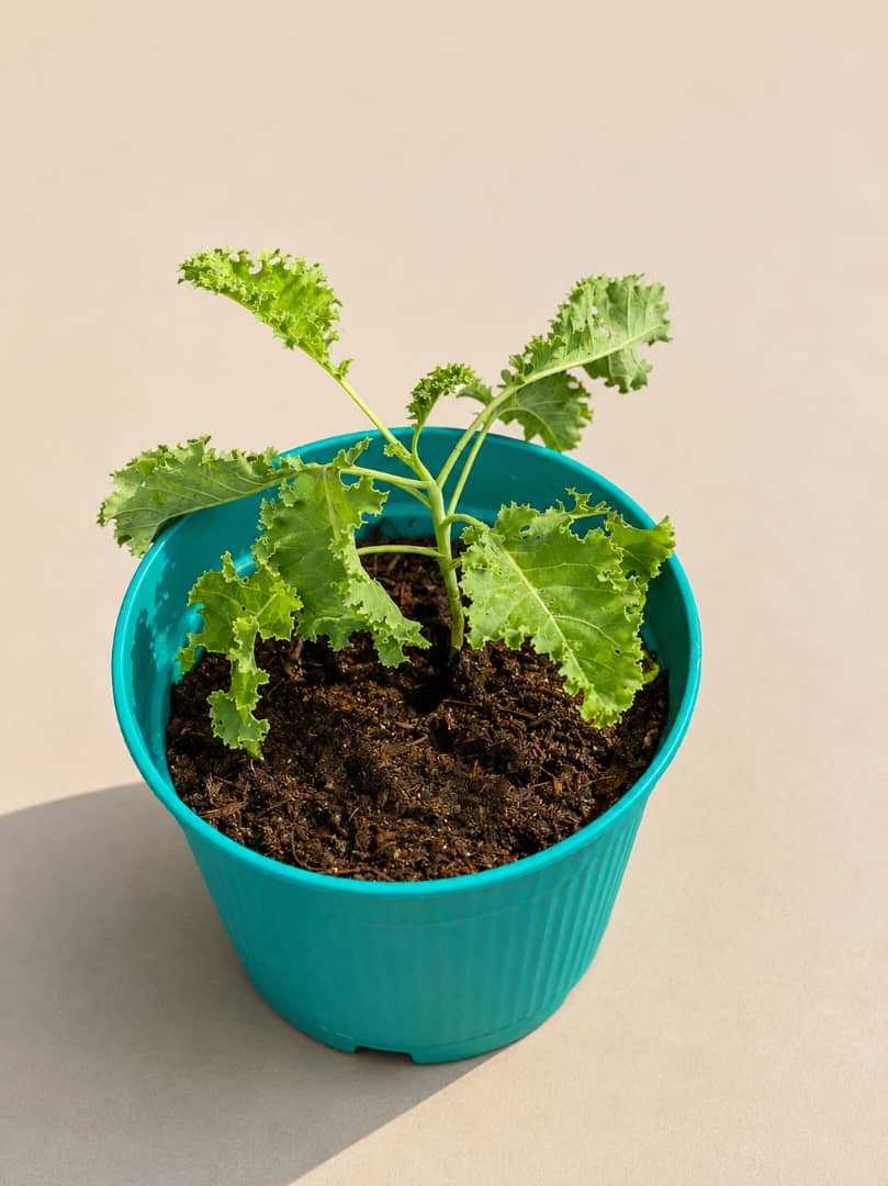 Potted Kale - Savvy Gardens Centre