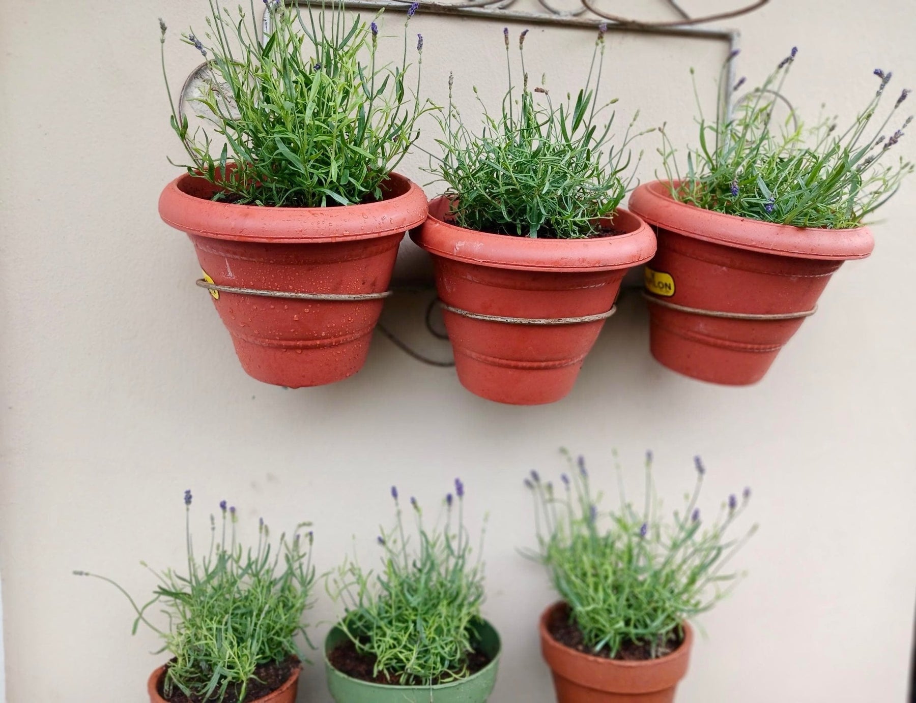 where to get lavender plant in nigeria Potted Lavender