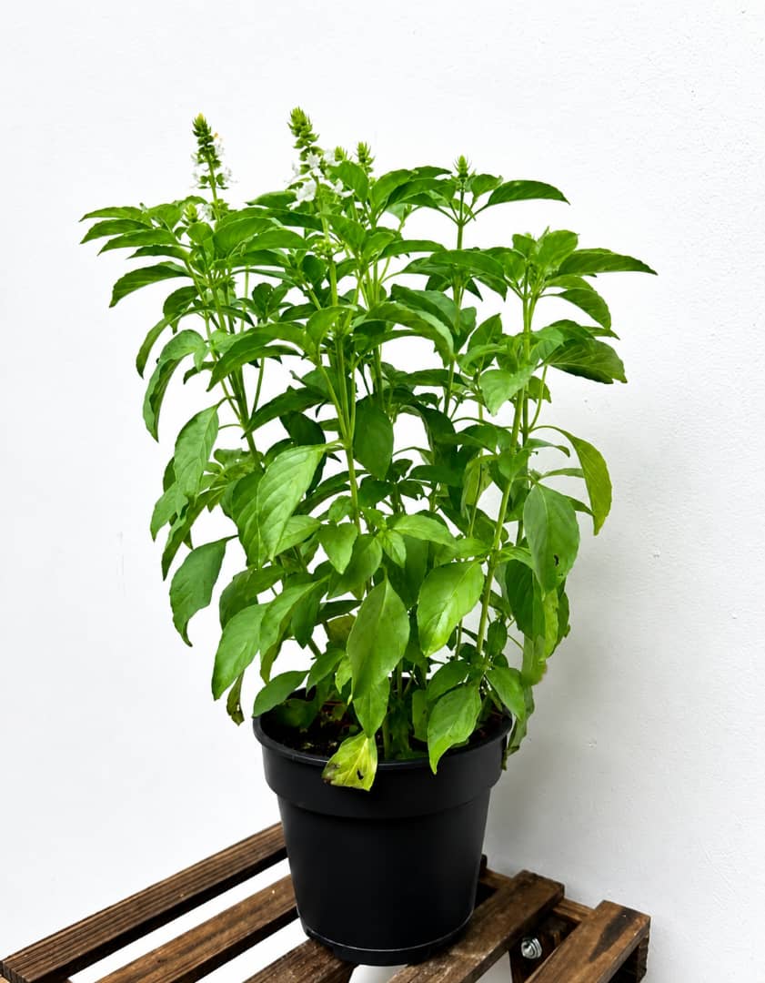 Potted Lemon Basil - Savvy Gardens Centre