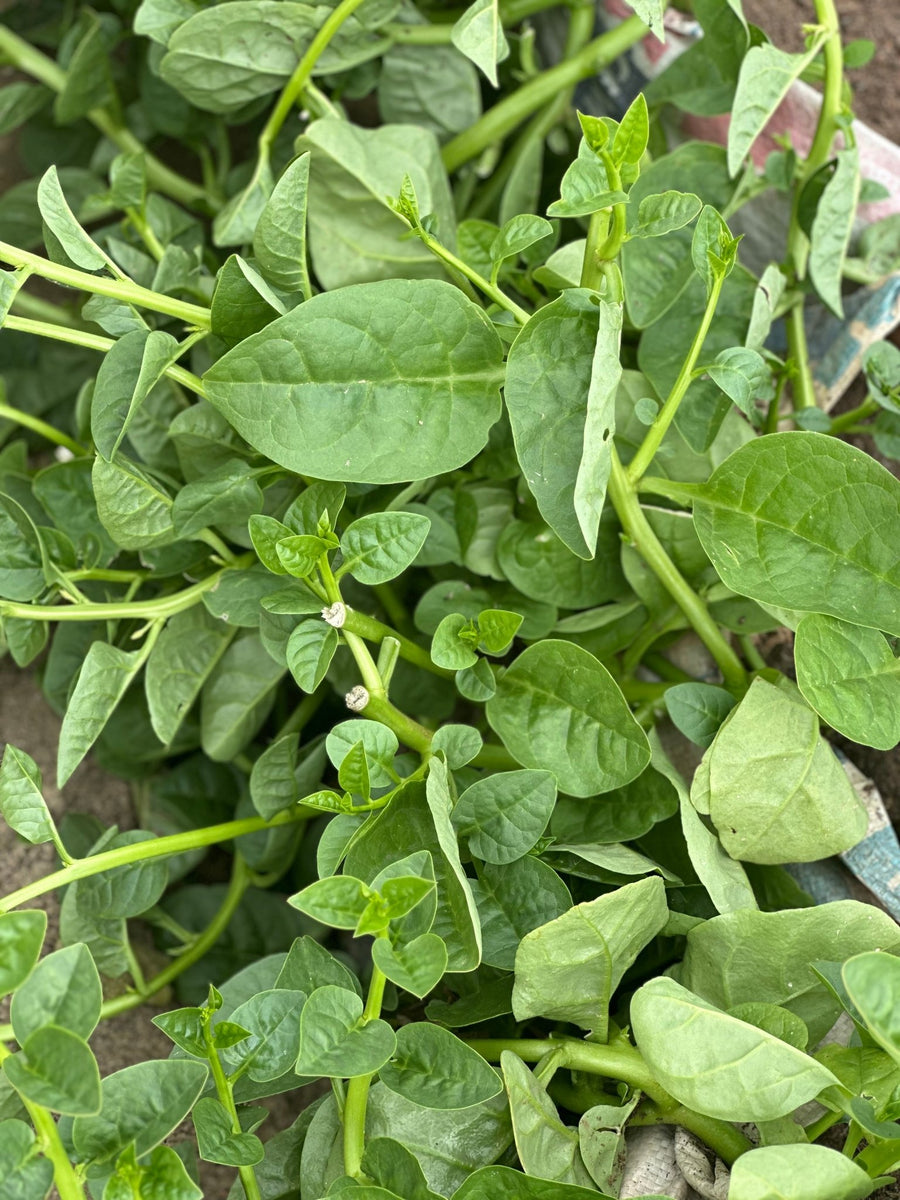 Potted Malabar Spinach Green - Savvy Gardens Centre