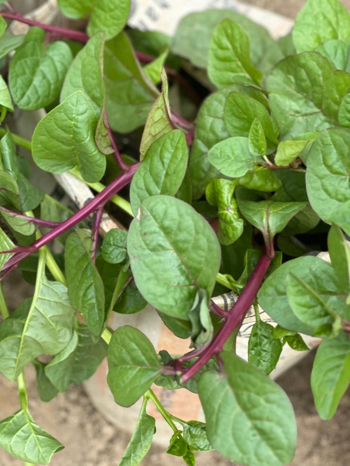 Potted Malabar Spinach Red - Savvy Gardens Centre
