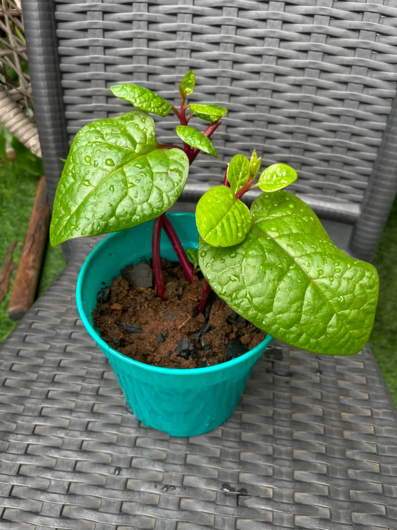 Potted Malabar Spinach Red - Savvy Gardens Centre
