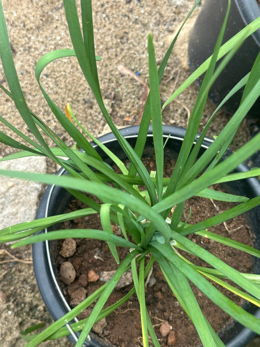 Potted Onion Chives - Savvy Gardens Centre