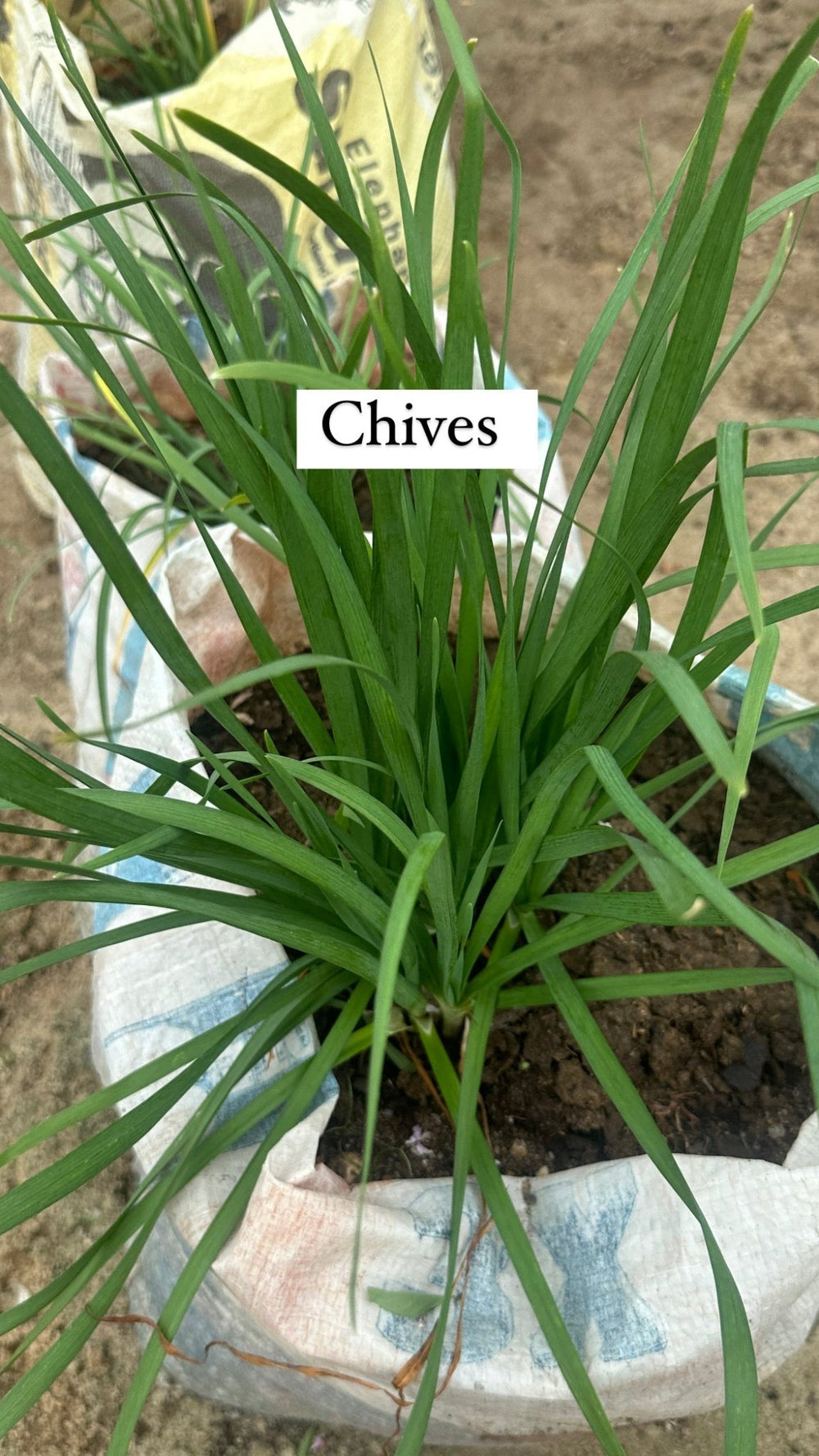 Potted Onion Chives - Savvy Gardens Centre