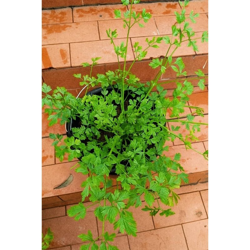 Potted Parsley - Savvy Gardens Centre