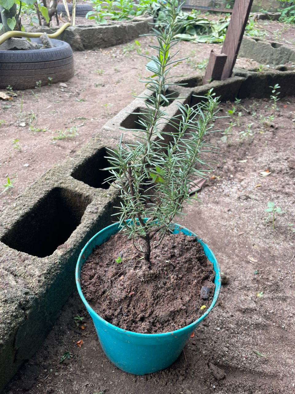 Potted Rosemary Herb - Savvy Gardens Centre