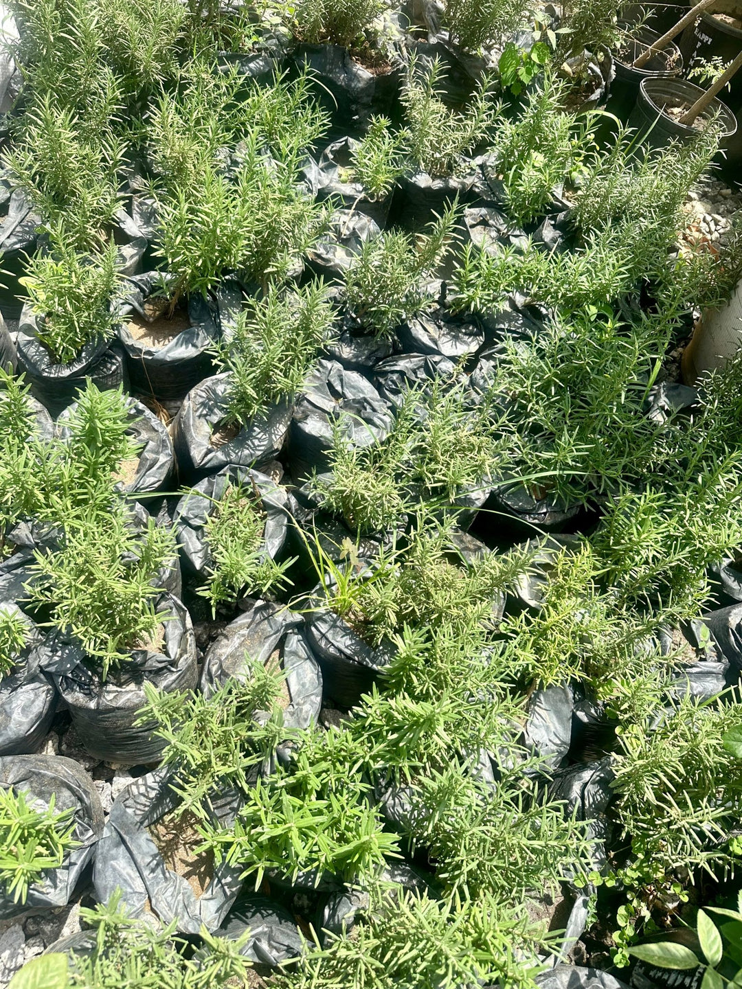 Potted Rosemary Seedlings - Savvy Gardens Centre