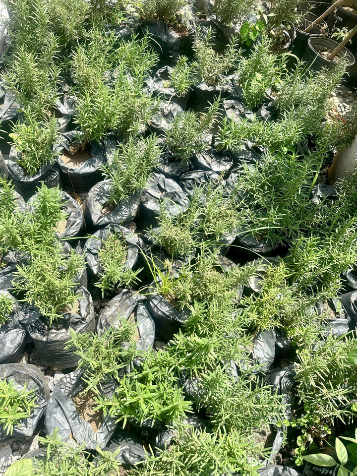 Potted Rosemary Seedlings - Savvy Gardens Centre