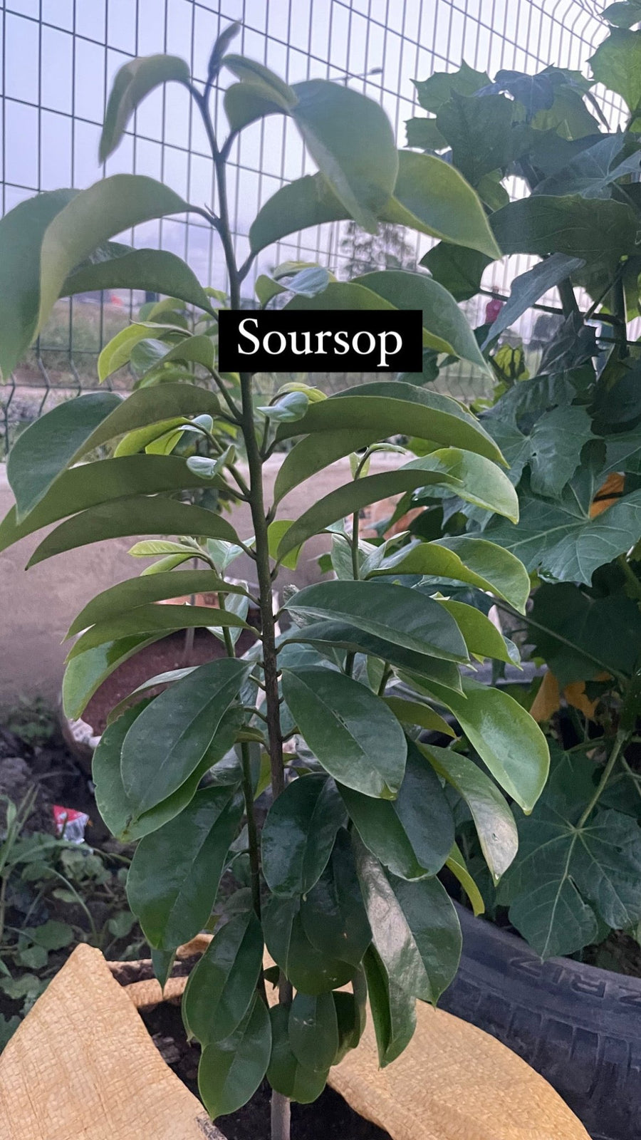 POTTED SOURSOP - Savvy Gardens Centre