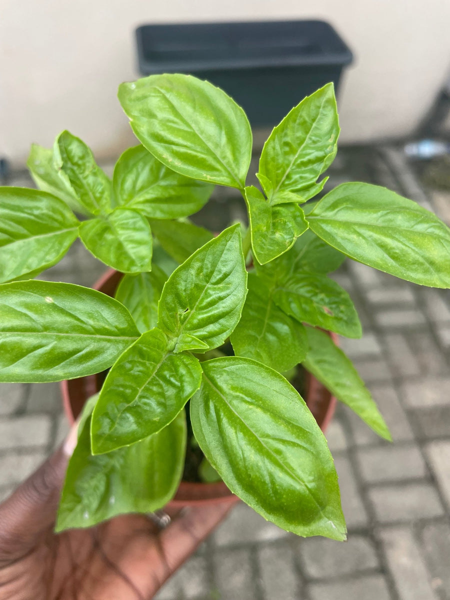 Potted Sweet Genovese Italian Basil - Savvy Gardens Centre