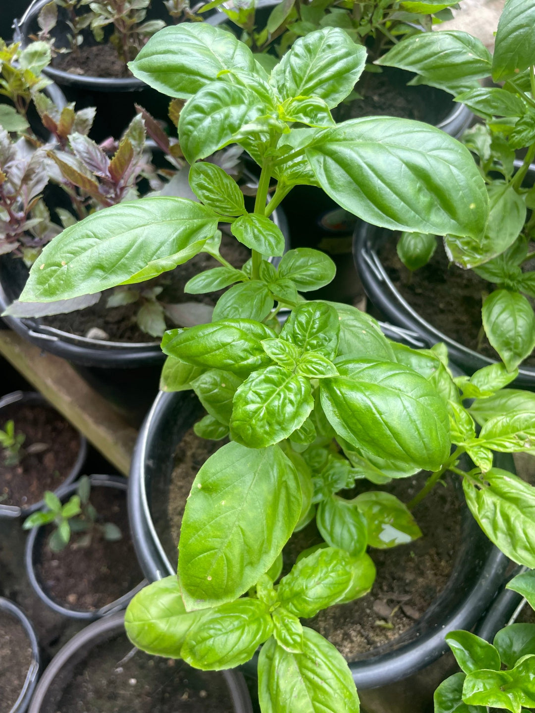 Potted Sweet Genovese Italian Basil - Savvy Gardens Centre