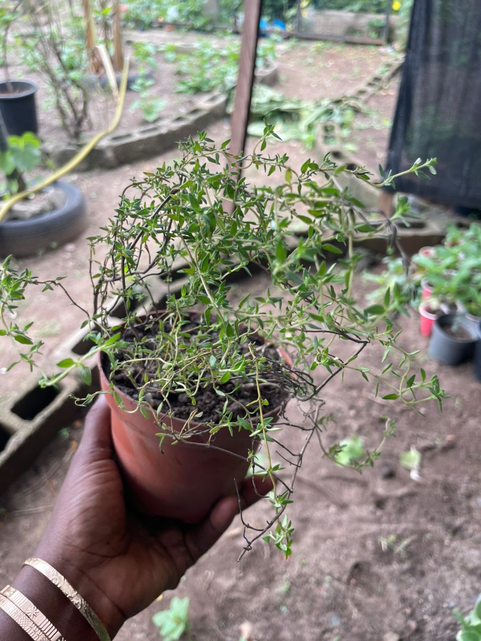 Potted Thyme - Savvy Gardens Centre