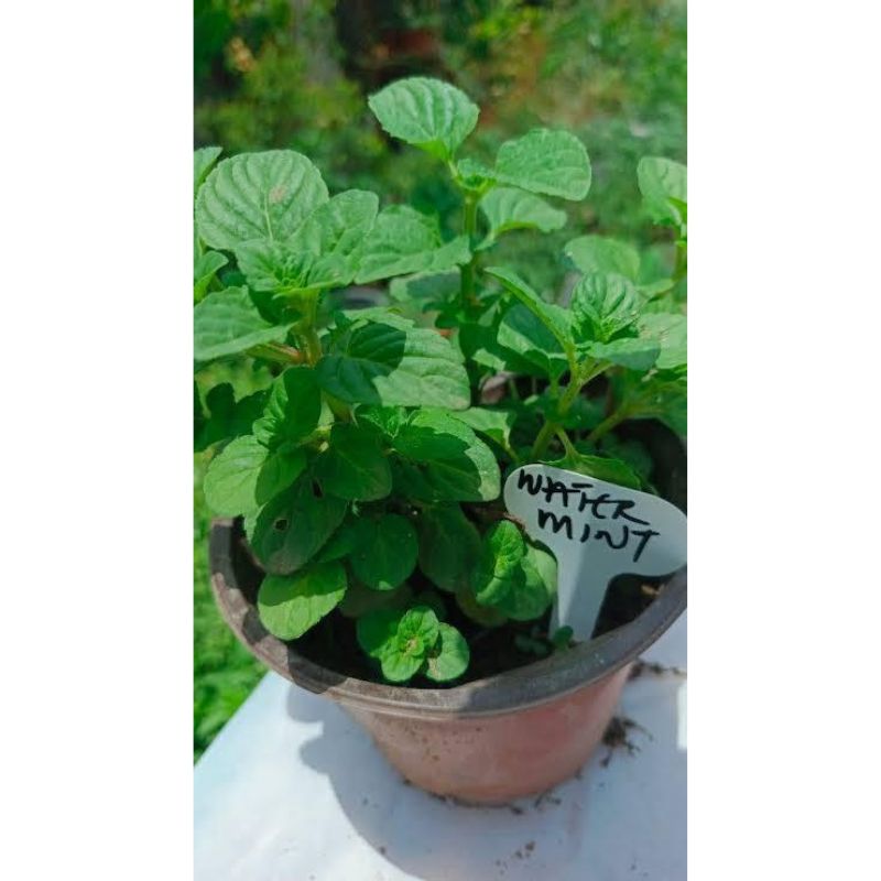 Potted Water Mint - Savvy Gardens Centre