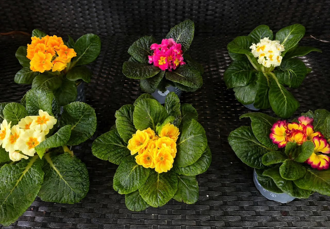 Primula Acaulis Mix (Primrose) - Savvy Gardens Centre