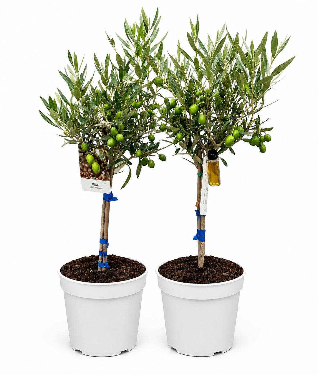 Olea Europaea(olive Tree) fruiting
