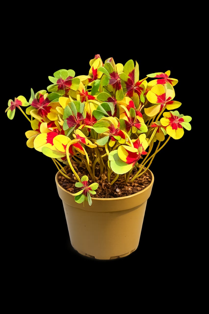 Oxalis Tetraphylla(Iron Cross Plant)