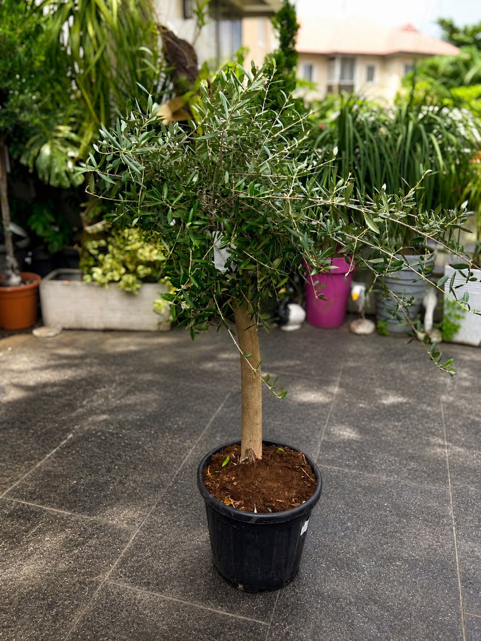 Olea Europaea(Olive Tree)160cm