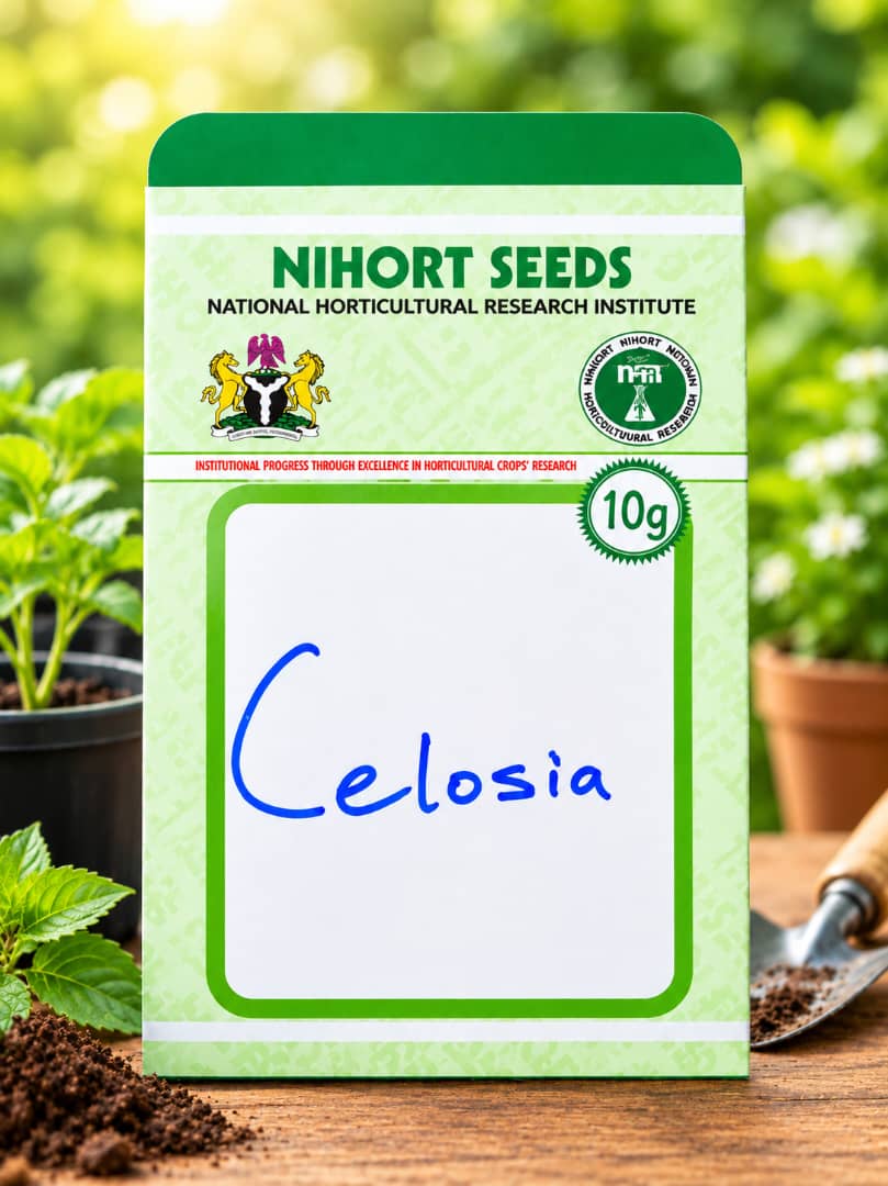 NIHORT Celosia seeds