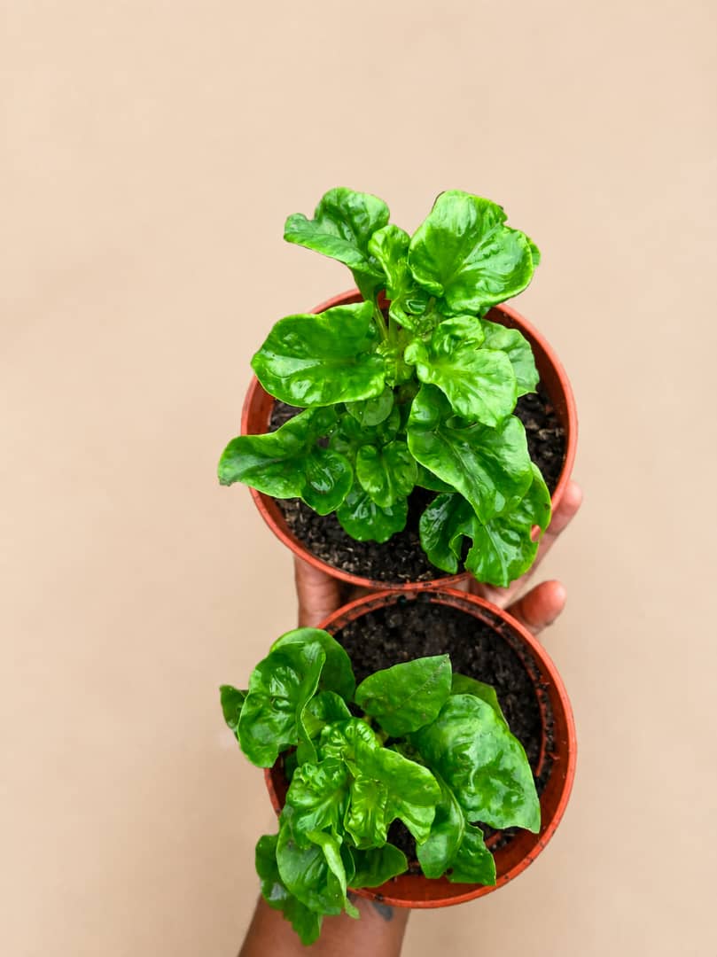 Brazilian spinach Seedlings