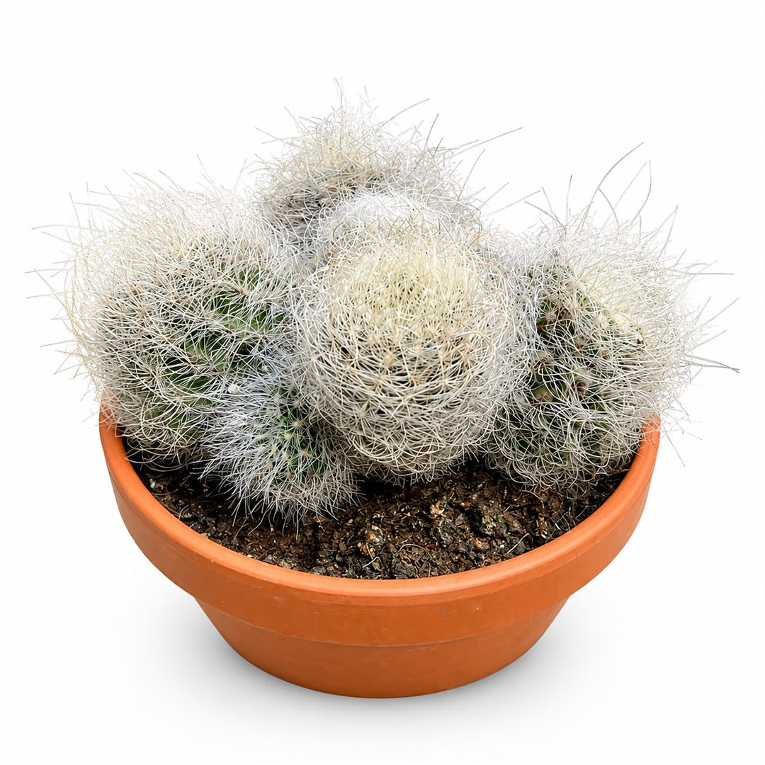 Bowl Cactus Mix 20cm