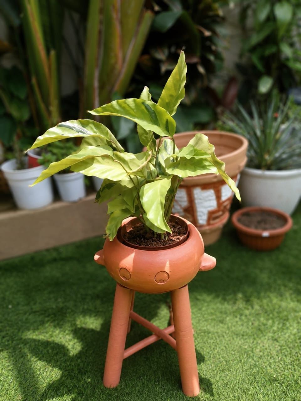 Calathea Fusion Yellow