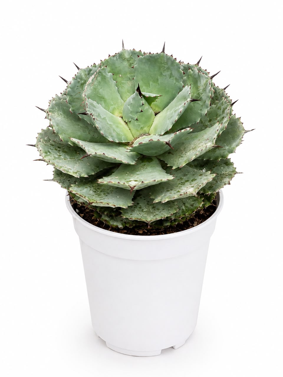 Agave potatorum