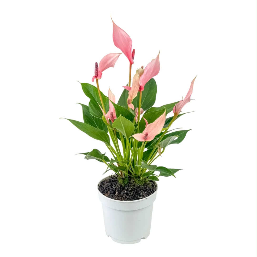Anthurium 'Lilli'