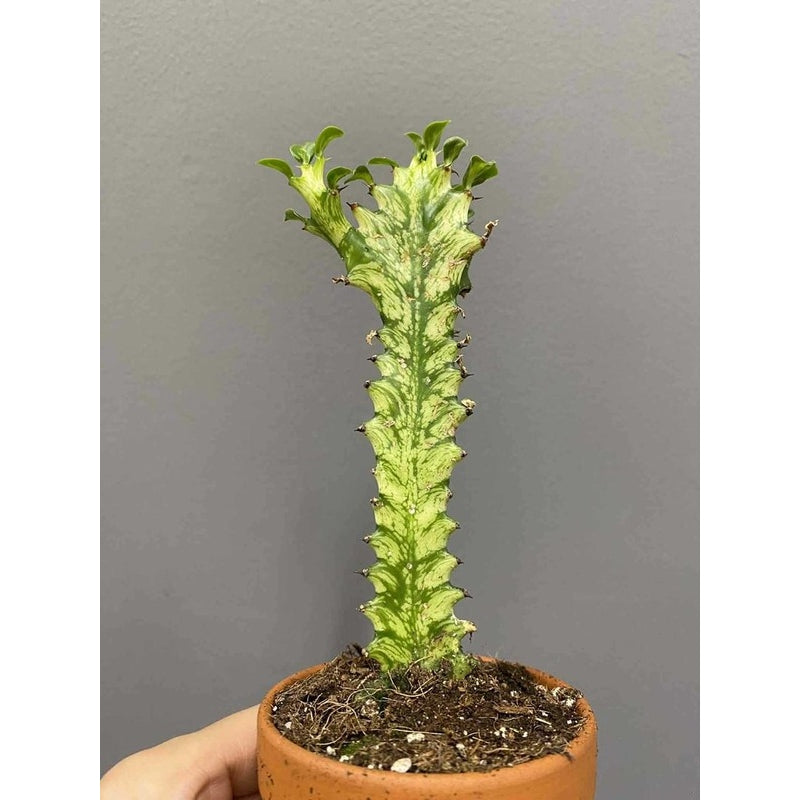Euphorbia lactea ‘Variegata’ 15cm