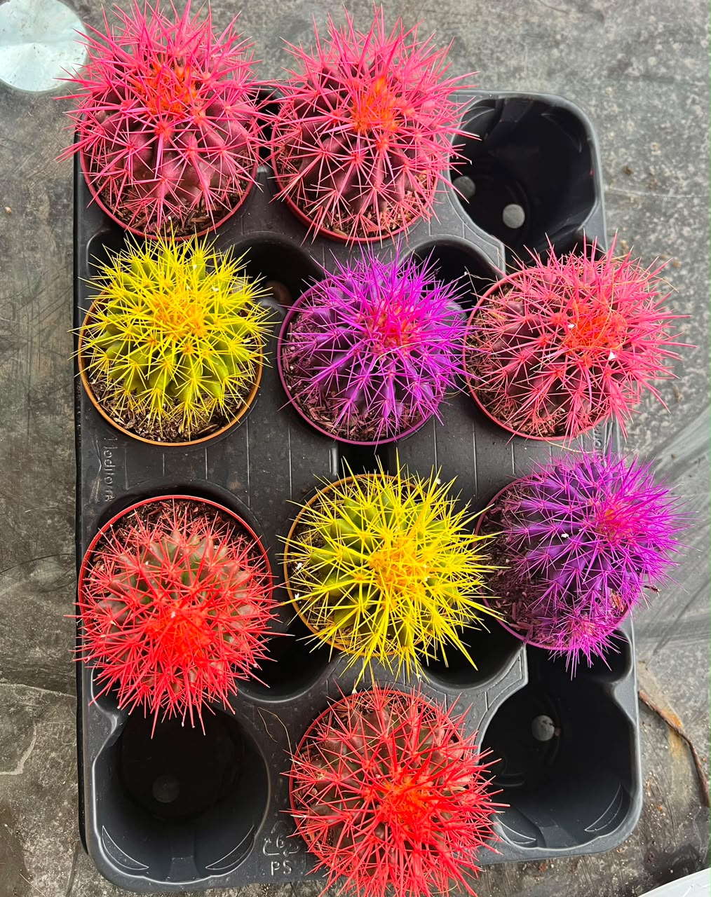 Echinocactus grusonii( Golden Barrel Cactus)