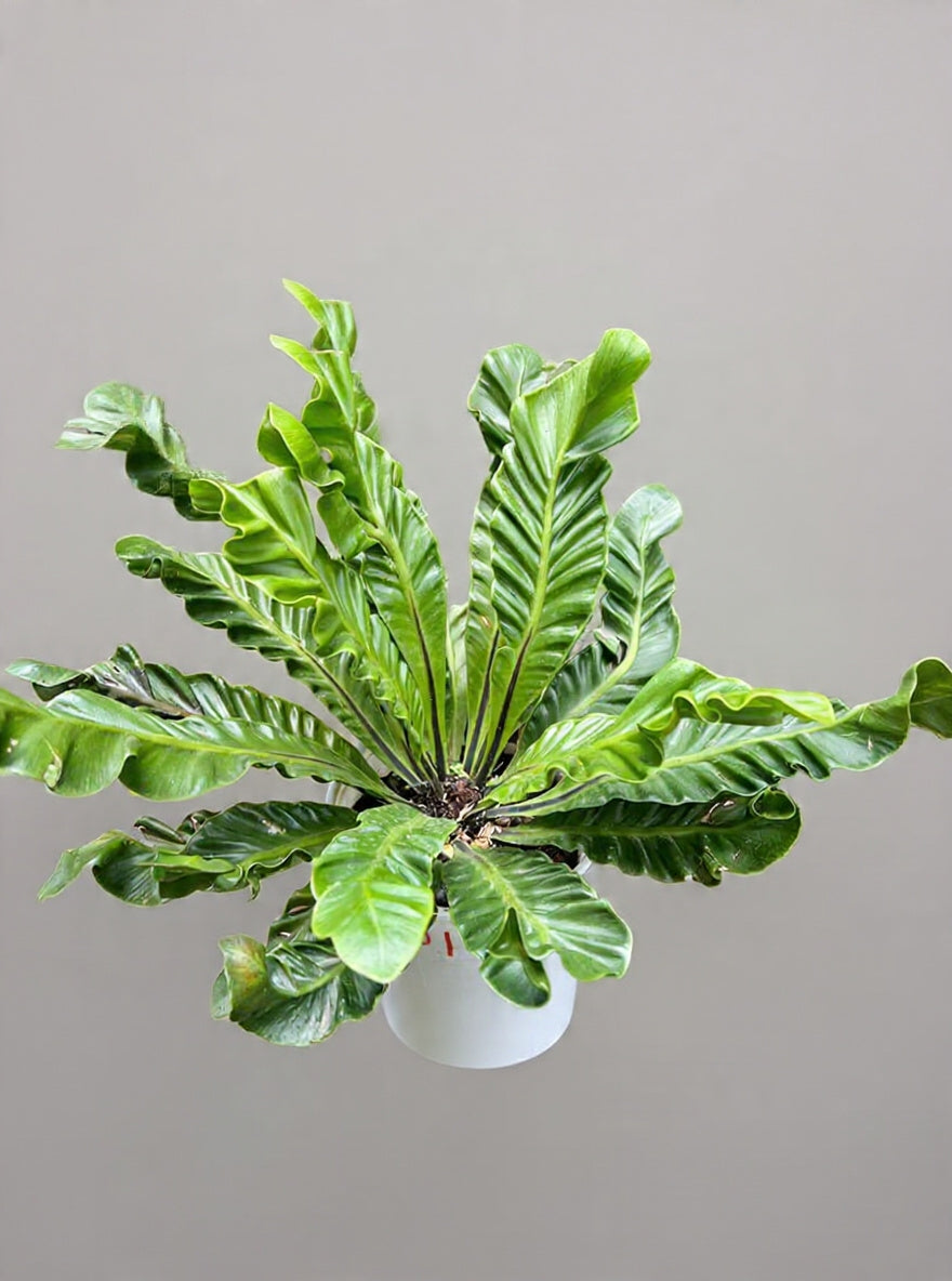 Asplenium nidus'Cobra'