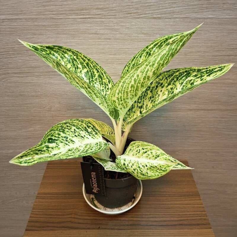 Aglaonema 'Polar Springtime'