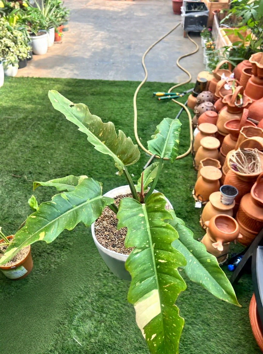 Philodendron 'Ring of Fire'