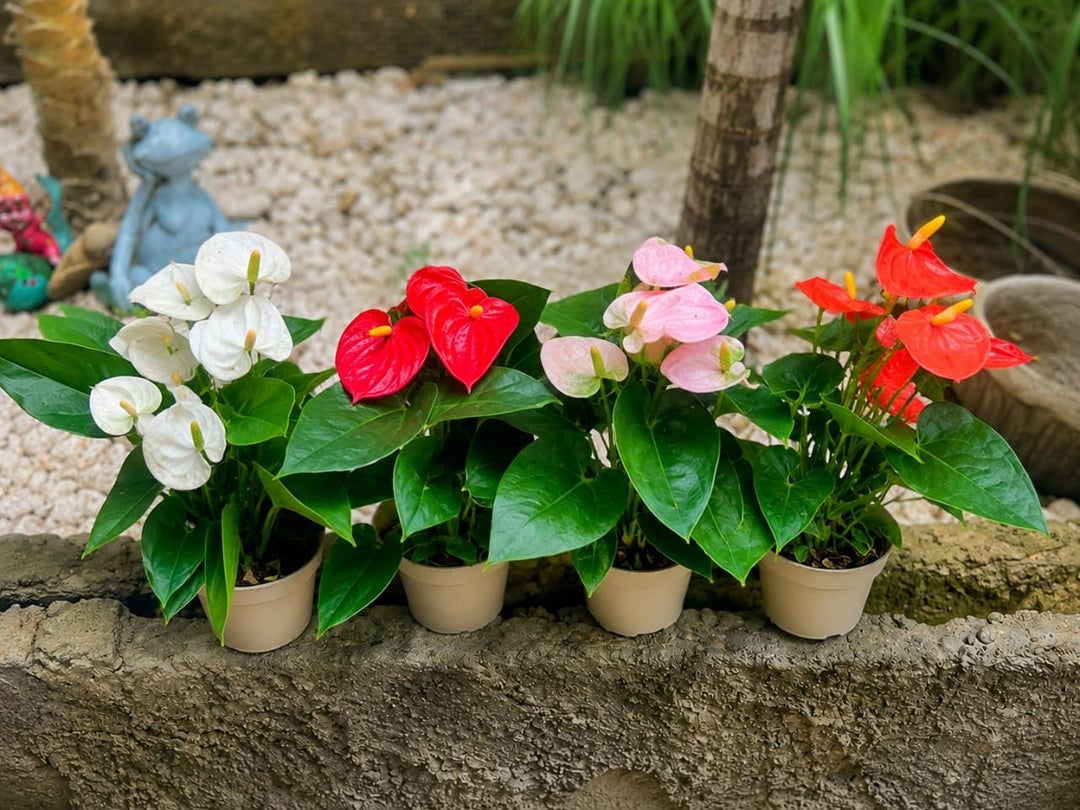Anthurium Mix