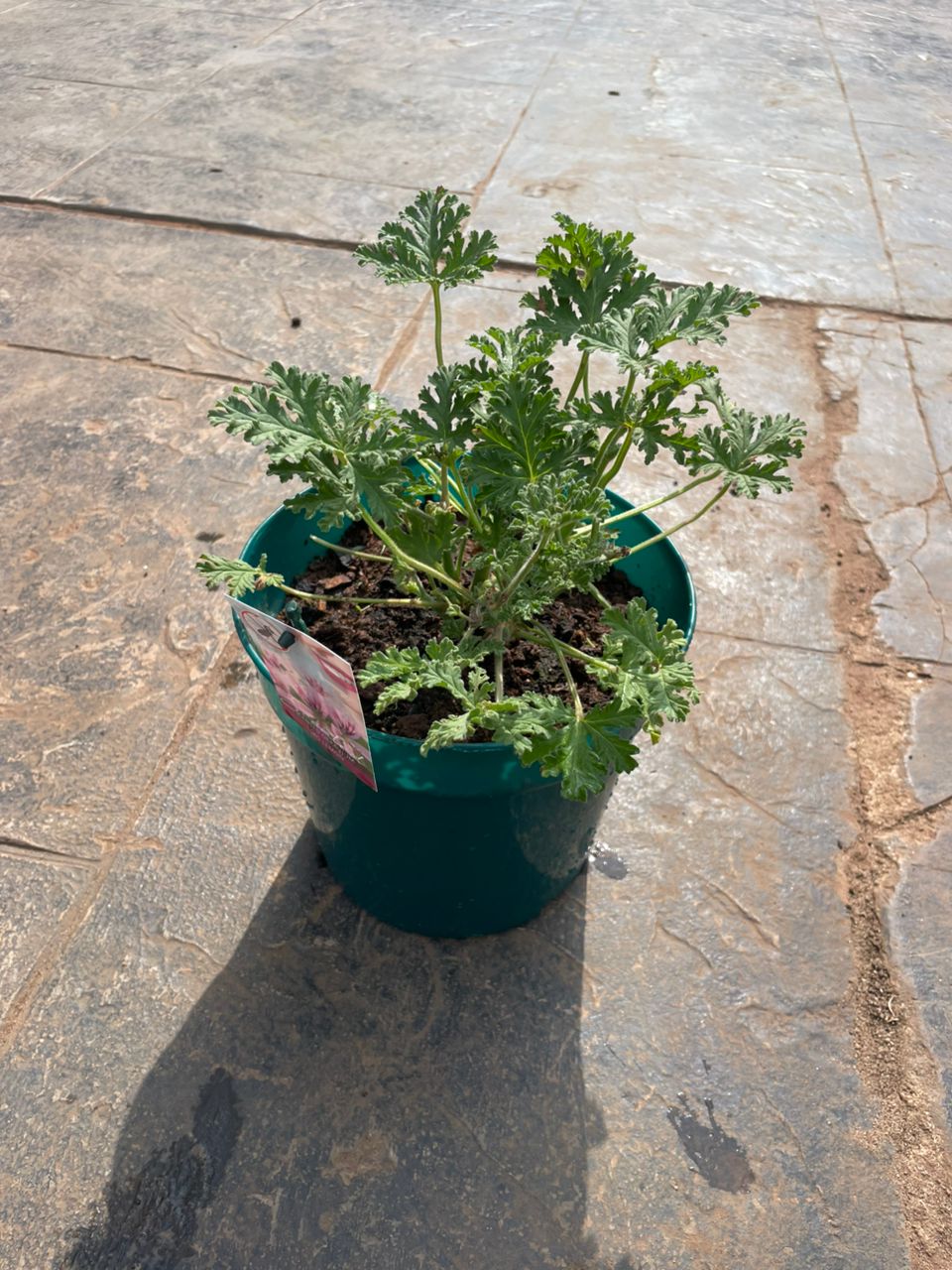 Scent Geranium