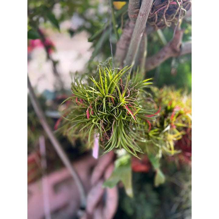 Tillandsia (Air Plant)