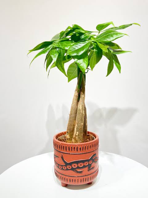 Pachira Aquatica Mix( Money Tree)