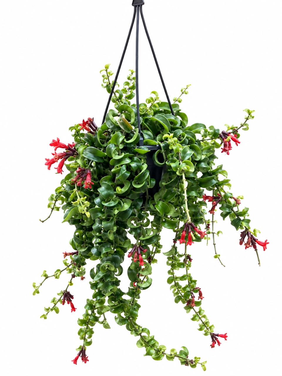 Curly Lipstick plant (Aeschynanthus Rasta)