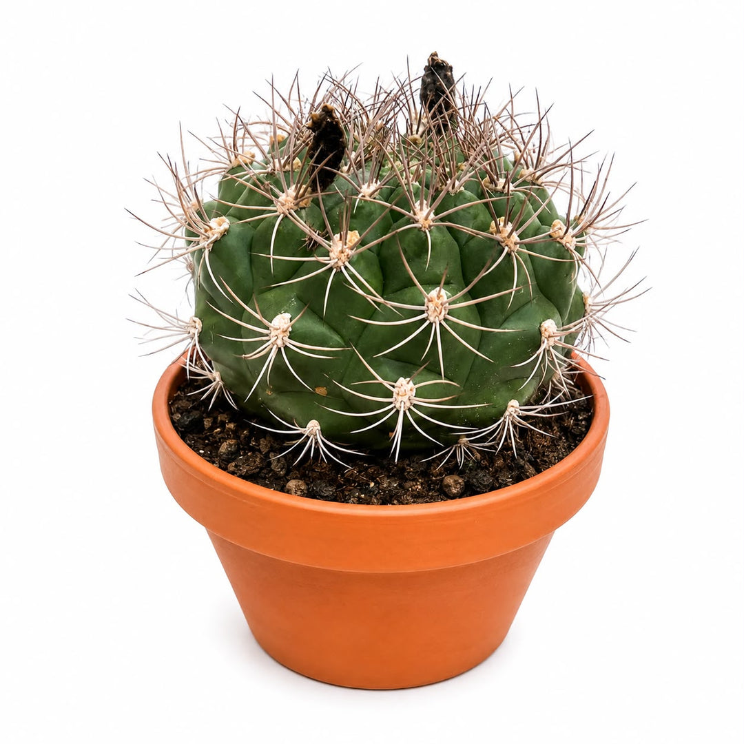 Bowl Cactus Mix 20cm
