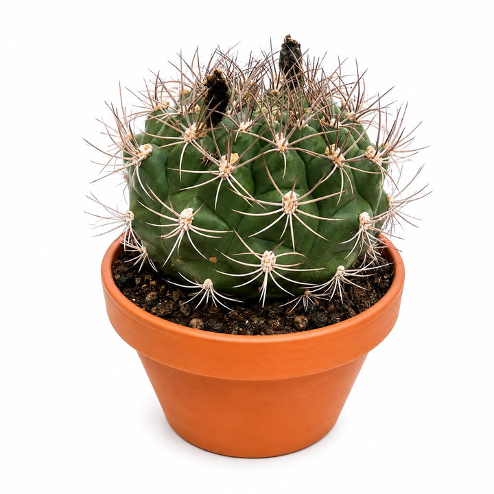 Bowl Cactus Mix 20cm
