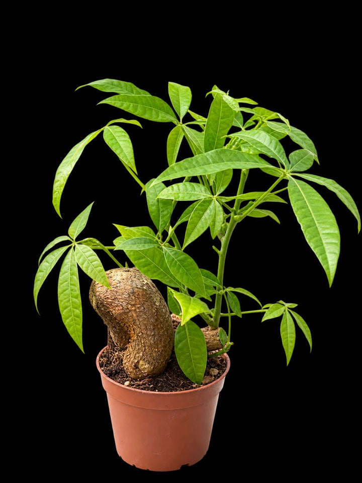 Pachira Aquatica Mix( Money Tree)