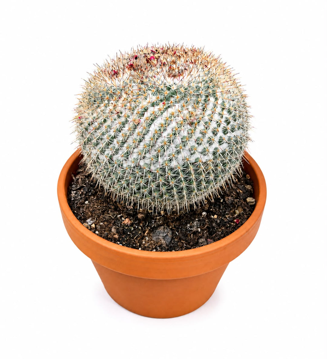 Bowl Cactus Mix 20cm