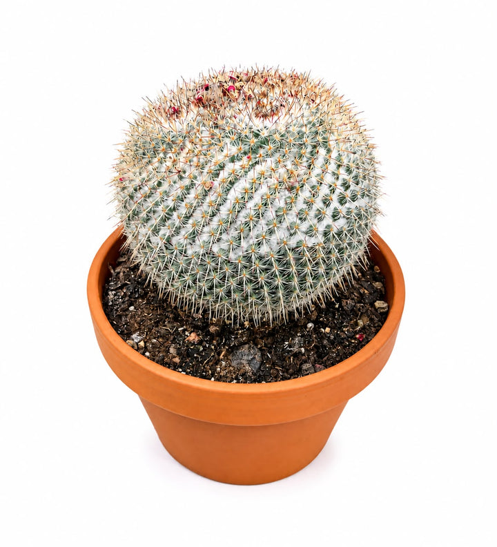 Bowl Cactus Mix 20cm