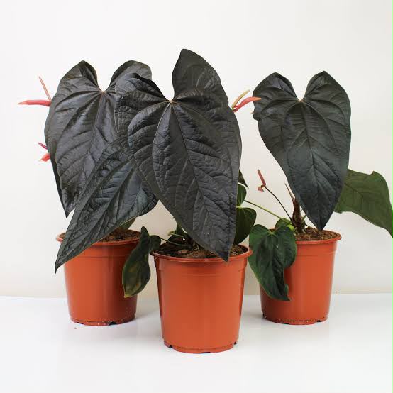 Anthurium 'Queen of Hearts'