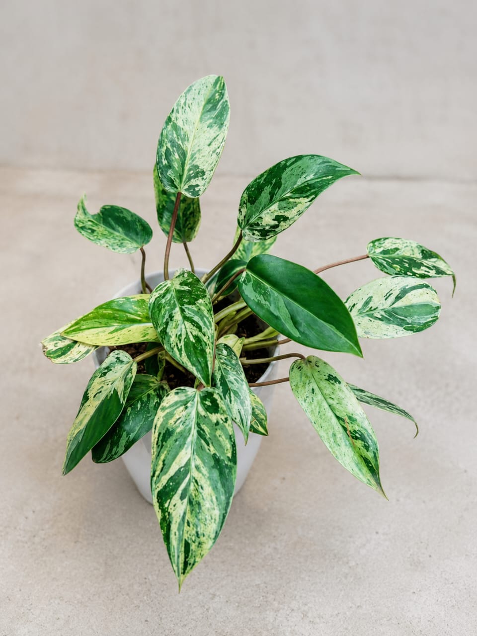 Philodendron Emerald Queen Variegata