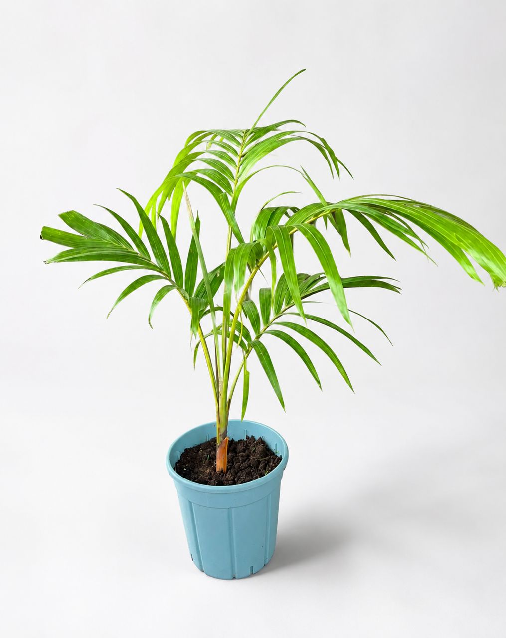 Queen Palm 20cm