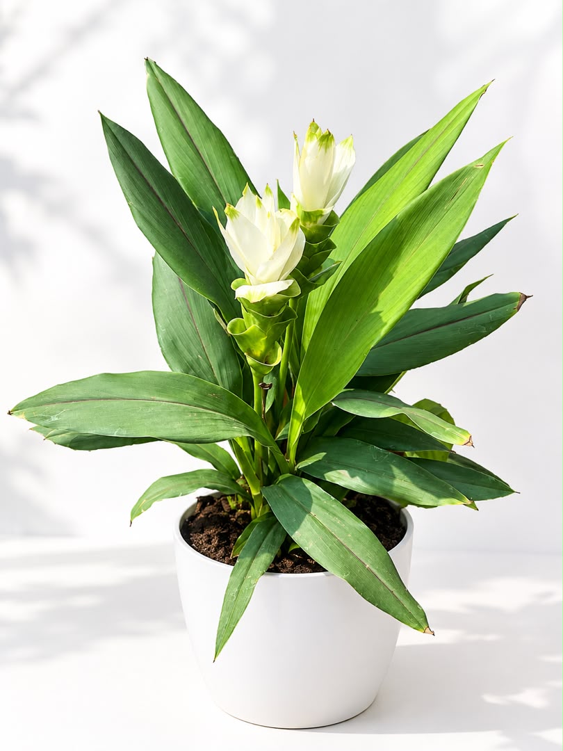 Curcuma alismatifolia – White Siam Tulip