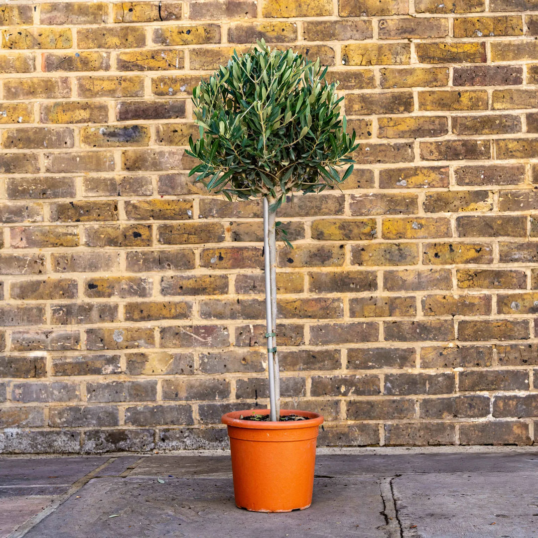 Olea Europaea(Olive Tree) 65cm